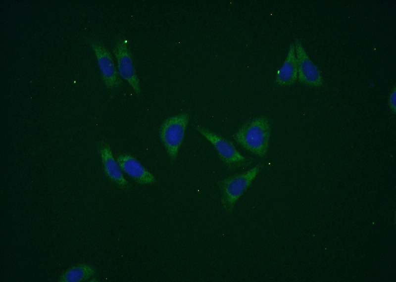 Immunofluorescent analysis of (-20oc Ethanol) fixed HepG2 cells using Catalog No:111147(GPT2 Antibody) at dilution of 1:50 and Alexa Fluor 488-congugated AffiniPure Goat Anti-Rabbit IgG(H+L)