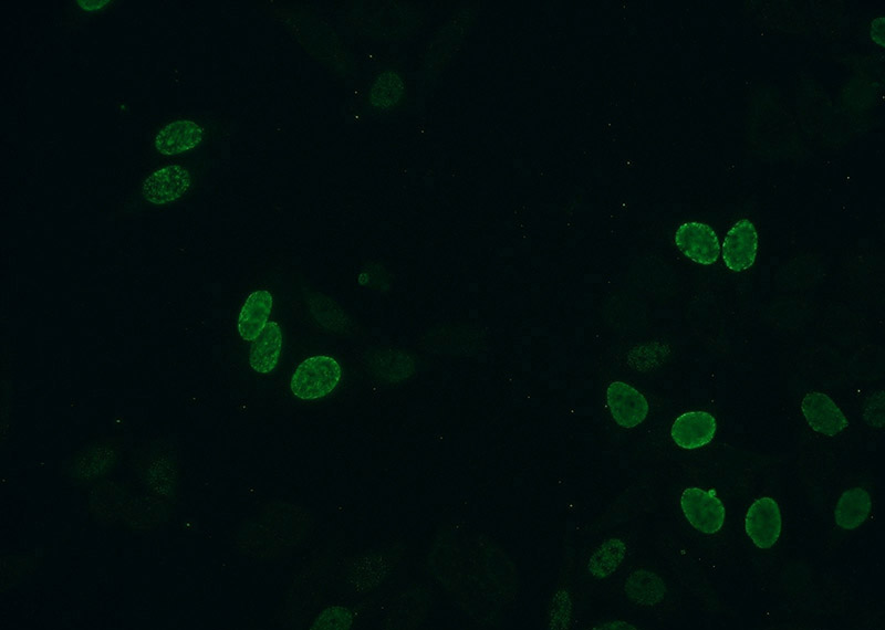 Immunofluorescent analysis of HeLa cells (treated with 0.03 mg/ml BrdU for 2 hours) using Catalog No:107023(BrdU Antibody) at dilution of 1:300 and Alexa Fluor 488-congugated AffiniPure Goat Anti-Mouse IgG(H+L)