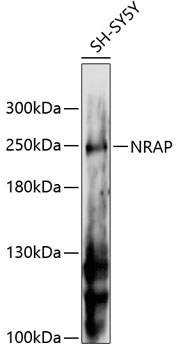 Western blot - NRAP Polyclonal Antibody 