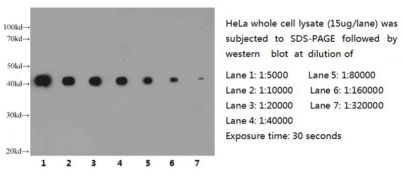 WB result of anti-beta Actin monoclonal antibody (Catalog No:117302) with HeLa lysate at various dilutions.
