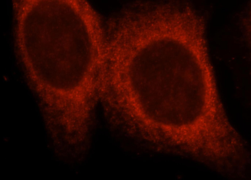 Immunofluorescent analysis of HepG2 cells, using SEMA4B antibody Catalog No:115105 at 1:25 dilution and Rhodamine-labeled goat anti-rabbit IgG (red).