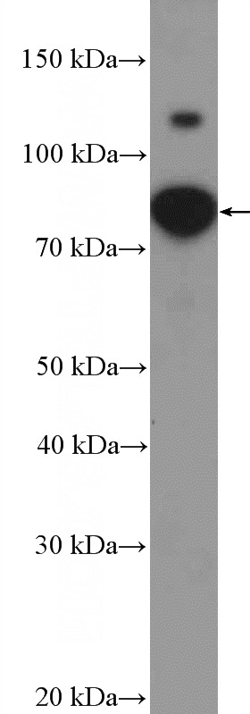 Jurkat cells were subjected to SDS PAGE followed by western blot with Catalog No:108967(CCDC21 Antibody) at dilution of 1:600