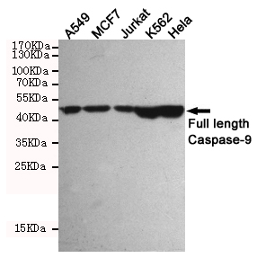 Western blot detection of Caspase-9 in A549,MCF7,Jurkat,K562 and Hela cell lysates using Caspase-9 mouse mAb (1:1000 diluted).Predicted band size:49/37KDa.Observed band size:49KDa.