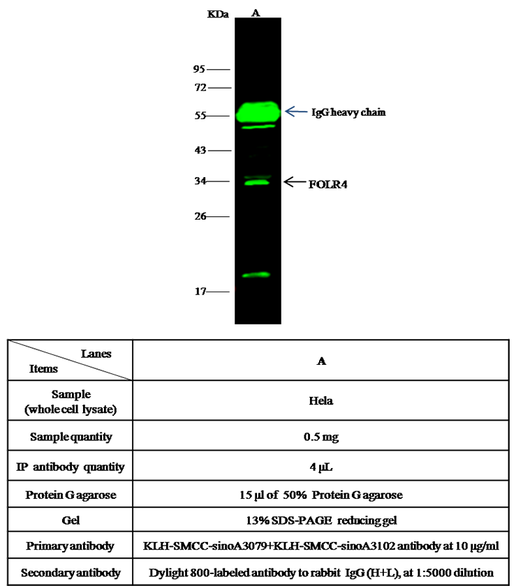Human FOLR4/Folate Receptor 4 Immunoprecipitation(IP) 14920