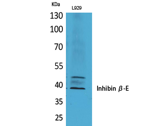 Fig1:; Western Blot analysis of L929 cells using Inhibin β-E Polyclonal Antibody. Antibody was diluted at 1:500. Secondary antibody（catalog#: HA1001) was diluted at 1:20000