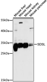 Western blot - SDSL Polyclonal Antibody 