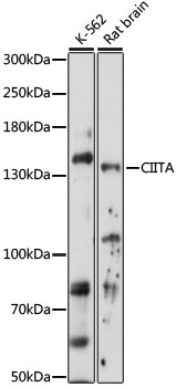 Western blot - CIITA Polyclonal Antibody 