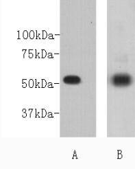 Fig1: Western blot analysis on D3 (A) and PC12 (B) using anti-CD271 polyclonal antibody.