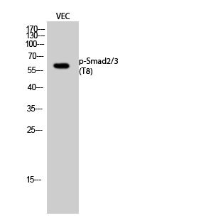 Western Blot analysis of VEC cells using Phospho-Smad2/3 (T8) Polyclonal Antibody