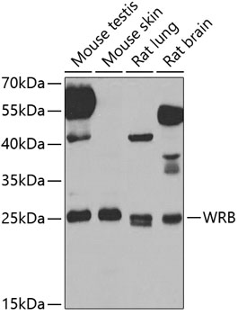 Western blot - WRB Polyclonal Antibody 