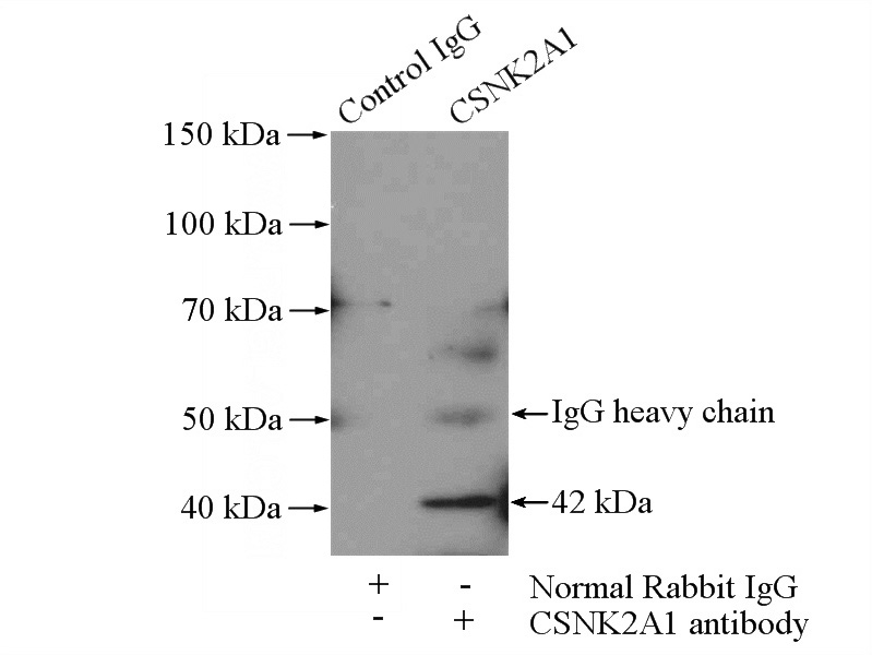 IP Result of anti-CSNK2A1 (IP:Catalog No:109603, 4ug; Detection:Catalog No:109603 1:1000) with HeLa cells lysate 2800ug.