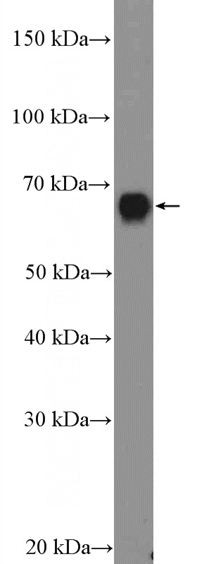 HUVEC cells were subjected to SDS PAGE followed by western blot with Catalog No:110891(GBP1 Antibody) at dilution of 1:1500