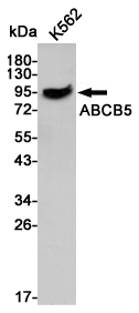 Western blot detection of ABCB5 in K562 cell lysates using ABCB5 mouse mAb (1:2000 diluted).Predicted band size:90kDa.Observed band size:90kDa.