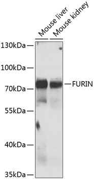 Western blot - FURIN Polyclonal Antibody 