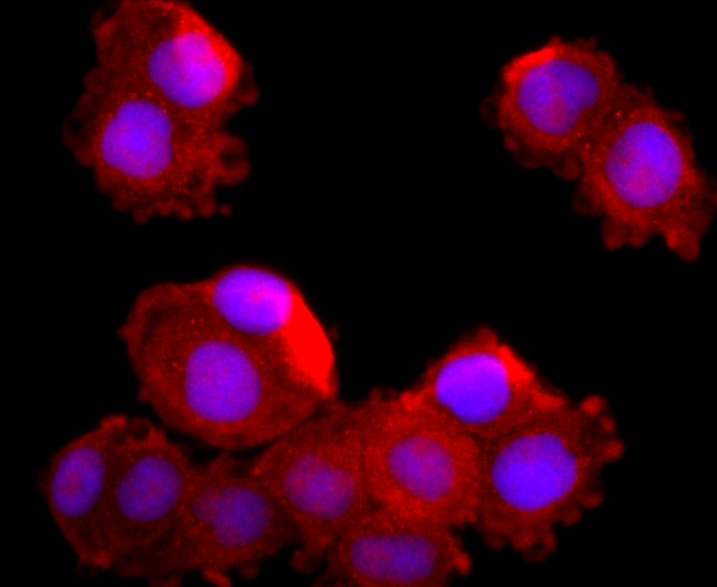 Fig2:; ICC staining of MUC2 in Hela cells (red). Formalin fixed cells were permeabilized with 0.1% Triton X-100 in TBS for 10 minutes at room temperature and blocked with 10% negative goat serum for 15 minutes at room temperature. Cells were probed with the primary antibody ( 1/50) for 1 hour at room temperature, washed with PBS. Alexa Fluor®594 conjugate-Goat anti-Rabbit IgG was used as the secondary antibody at 1/1,000 dilution. The nuclear counter stain is DAPI (blue).