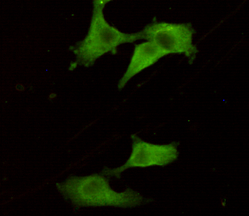 Immunocytochemistry stain of COS7 using UCHL1 / PGP9.5 mouse mAb (1:300).