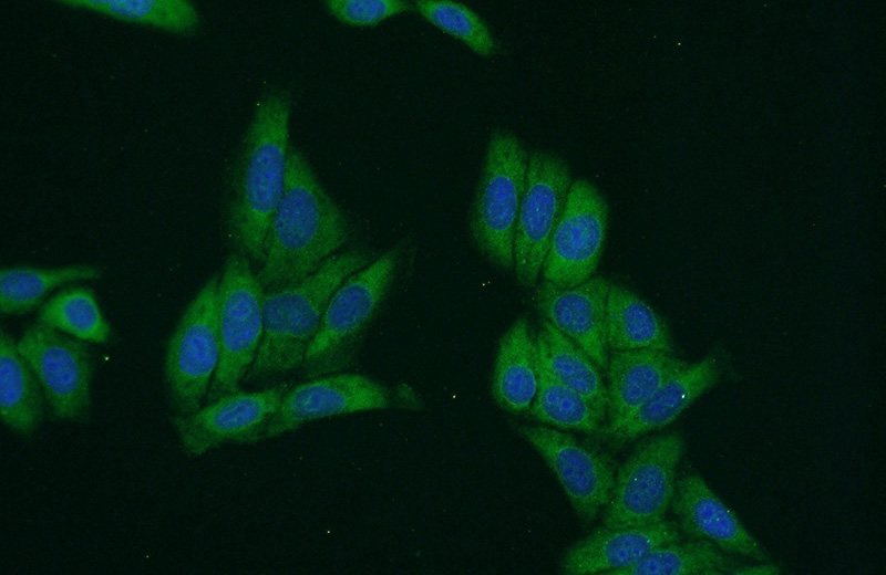 Immunofluorescent analysis of HepG2 cells using Catalog No:115394(SMN2 Antibody) at dilution of 1:50 and Alexa Fluor 488-congugated AffiniPure Goat Anti-Rabbit IgG(H+L)