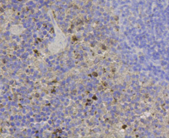 Fig5: Immunohistochemical analysis of paraffin- embedded mouse spleen tissue using anti-CCL3 rabbit polyclonal antibody.