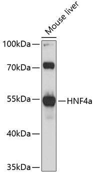Western blot - HNF4a Polyclonal Antibody 