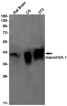 Western blot detection of macroH2A.1 in Rat Brain,C6,3T3 cell lysates using macroH2A.1 Rabbit pAb(1:1000 diluted).Predicted band size:40kDa.Observed band size:40kDa.