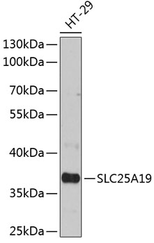 Western blot - SLC25A19 Polyclonal Antibody 