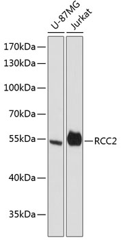 Western blot - RCC2 Polyclonal Antibody 