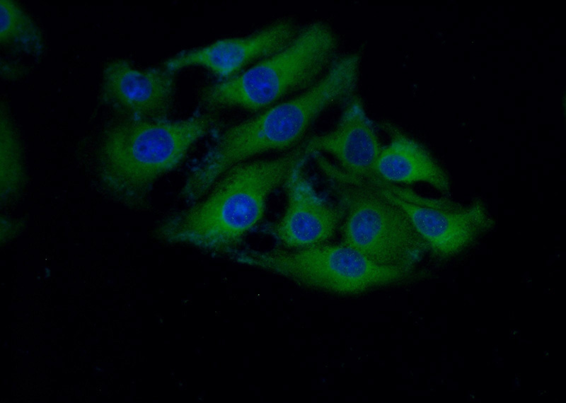 Immunofluorescent analysis of (-20oc Ethanol) fixed SH-SY5Y cells using Catalog No:108234(ASNS Antibody) at dilution of 1:100 and Alexa Fluor 488-congugated AffiniPure Goat Anti-Rabbit IgG(H+L)