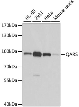 Western blot - QARS Polyclonal Antibody 