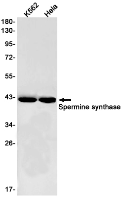 Western blot detection of Spermine synthase in K562,Hela cell lysates using Spermine synthase Rabbit pAb(1:1000 diluted).Predicted band size:41kDa.Observed band size:41kDa.
