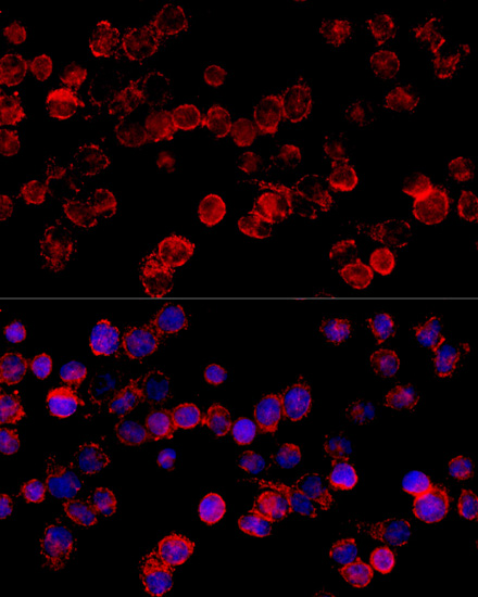 Immunofluorescence - CYP3A7 Polyclonal Antibody 