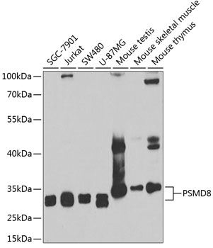 Western blot - PSMD8 Polyclonal Antibody 
