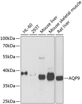 Western blot - AQP9 Polyclonal Antibody 