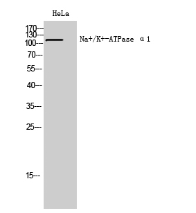 Fig1:; Western Blot analysis of HeLa cells using Na+/K+-ATPase α1 Polyclonal Antibody