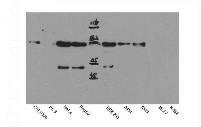 WB result of anti-AKT1 (Catalog No:107947) in different cell lysates.