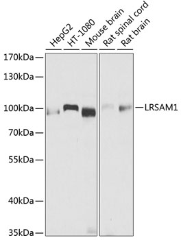 Western blot - LRSAM1 Polyclonal Antibody 