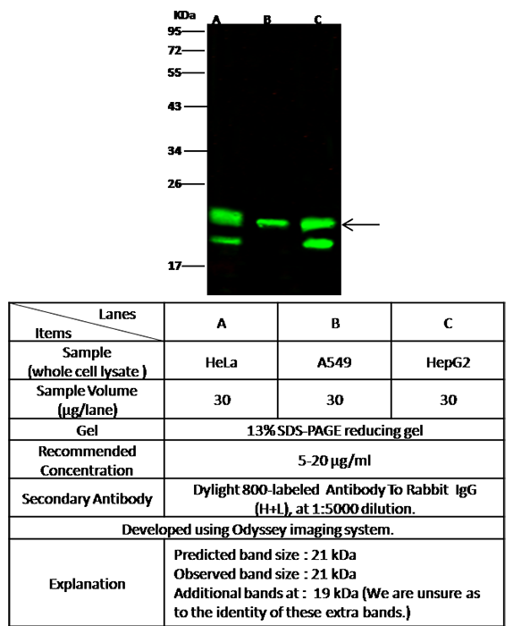 PEBP1 / RKIP Antibody, Rabbit MAb, Western blot