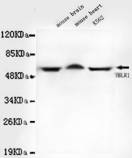 Western blot detection of TBLR1 in Mouse brain,Mouse heart and K562 cell lysates using TBLR1 mouse mAb (1:1000 diluted).Predicted band size: 60KDa.Observed band size: 60Kda.