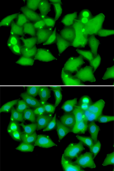 Immunofluorescence - UBASH3B Polyclonal Antibody 