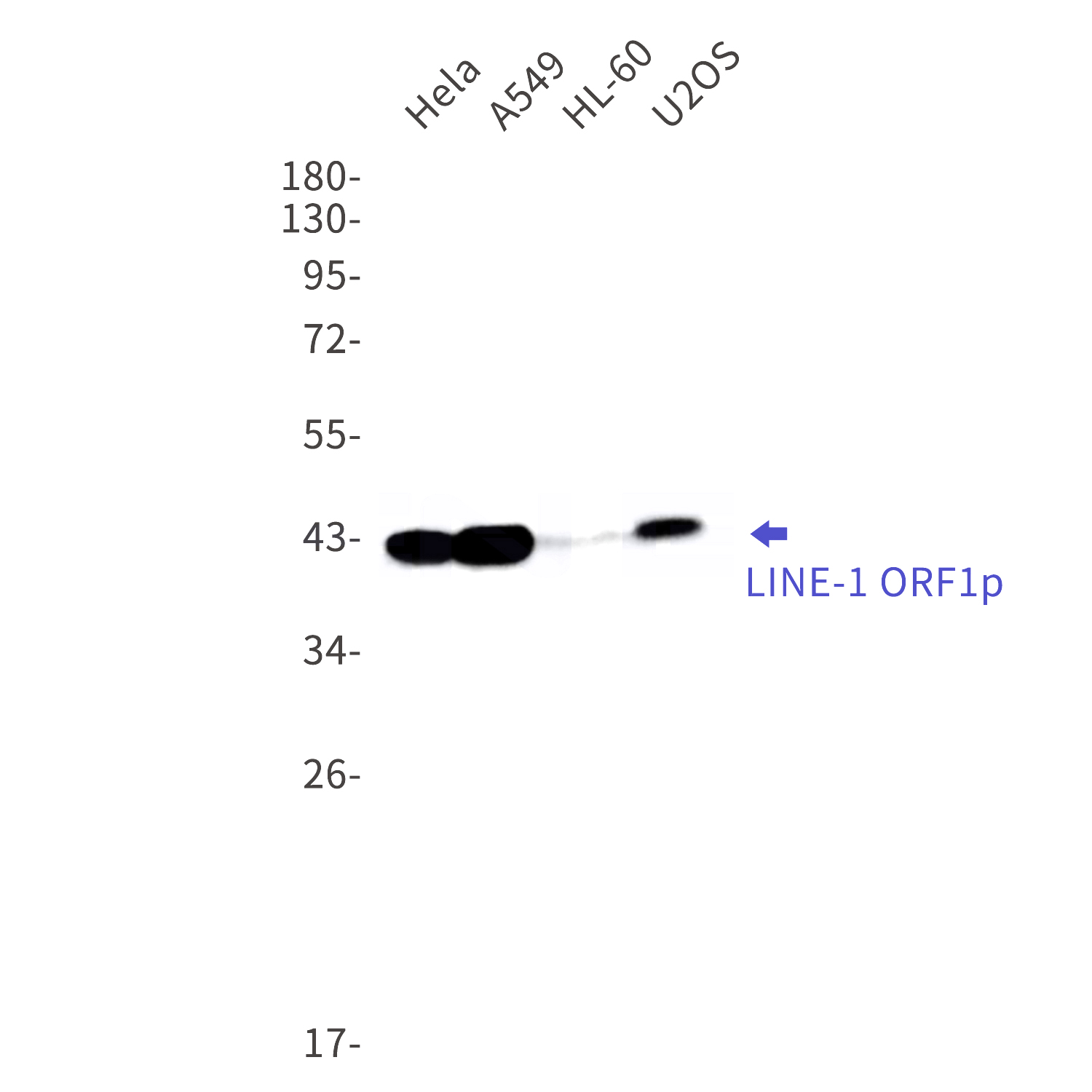 Western blot detection of  LINE-1 ORF1p in Hela,A549,HL-60,U2OS cell lysates using LINE-1 ORF1p Rabbit mAb(1:1000 diluted).Predicted band size:40kDa.Observed band size:42kDa.