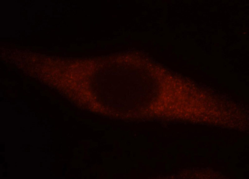 Immunofluorescent analysis of Hela cells, using EEF1A1 antibody Catalog No:110310 at 1:25 dilution and Rhodamine-labeled goat anti-rabbit IgG (red).
