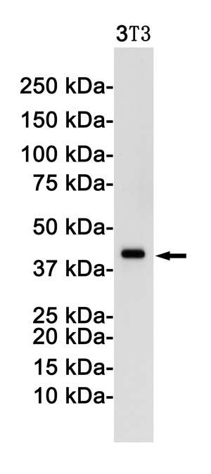 Western blot detection of c-Jun in 3T3 cell lysates using c-Jun Rabbit pAb(1:1000 diluted).Predicted band size:36KDa.Observed band size:48,43KDa.