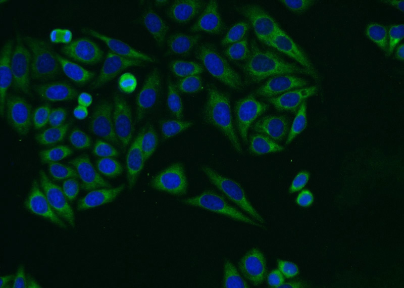 Immunofluorescent analysis of HepG2 cells using Catalog No:114481(RASIP1 Antibody) at dilution of 1:25 and Alexa Fluor 488-congugated AffiniPure Goat Anti-Rabbit IgG(H+L)