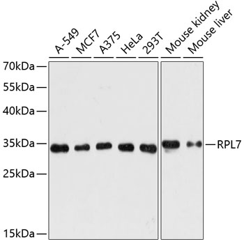 Western blot - RPL7 Polyclonal Antibody 