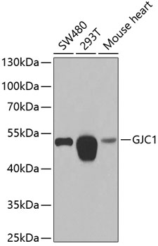 Western blot - GJC1 Polyclonal Antibody 
