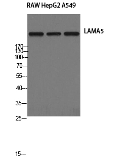 Fig1:; Western Blot analysis of RAW HepG2 A549 cells using Laminin α-5 Polyclonal Antibody
