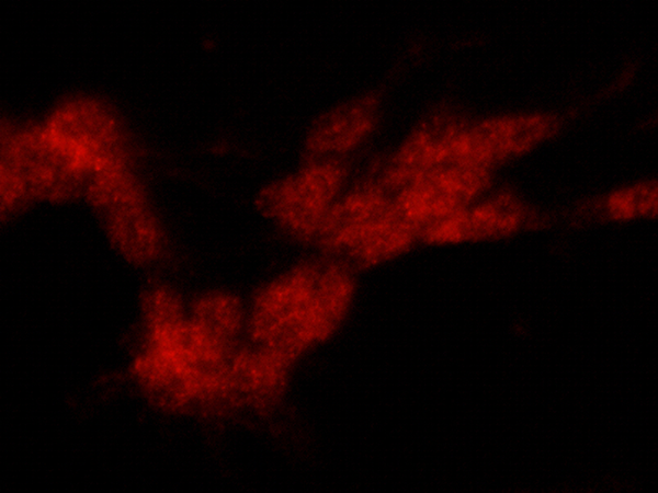 Tyrosine Hydroxylase / TH Antibody, Rabbit PAb, Antigen Affinity Purified, Immunofluorescence
