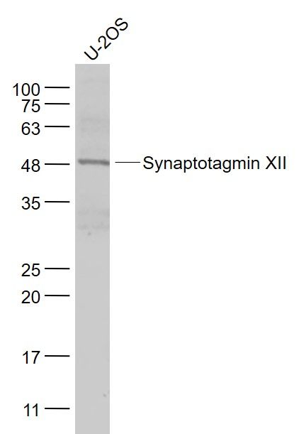 Fig1: Sample:; U-2OS(Human) Cell Lysate at 30 ug; Primary: Anti- Synaptotagmin XII at 1/1000 dilution; Secondary: IRDye800CW Goat Anti-Rabbit IgG at 1/20000 dilution; Predicted band size: 47 kD; Observed band size: 48 kD