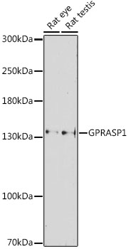 Western blot - GPRASP1 Polyclonal Antibody 