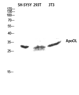 Fig1:; Western blot analysis of SH-SY5Y 293T 3T3 lysis using ApoOL antibody. Antibody was diluted at 1:1000
