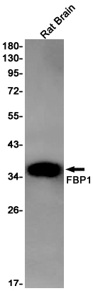 Western blot detection of FBP1 in Rat Brain lysates using FBP1 Rabbit pAb(1:1000 diluted).Predicted band size:37kDa.Observed band size:37kDa.